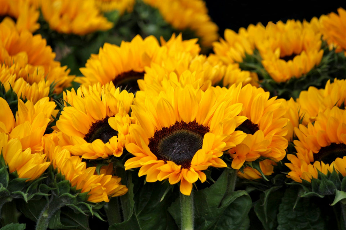 Close up of Sunflowers